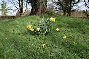 Taith Tywysedig - Guided Tour