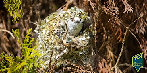 Imagem principal do evento Bird Survey - The Paddock