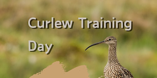 Imagen principal de Curlew Monitoring Training Day