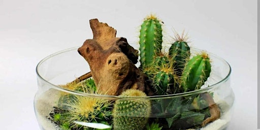 Cacti Terrarium Class @ Strange Roots Taproom in Millvale primary image