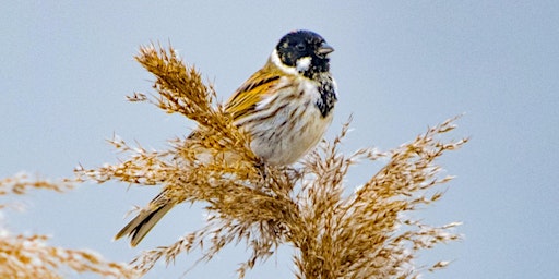 Imagem principal de Dawn Chorus at the wetlands