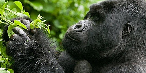 Imagem principal de 3 Day Uganda Gorilla trekking - Bwindi