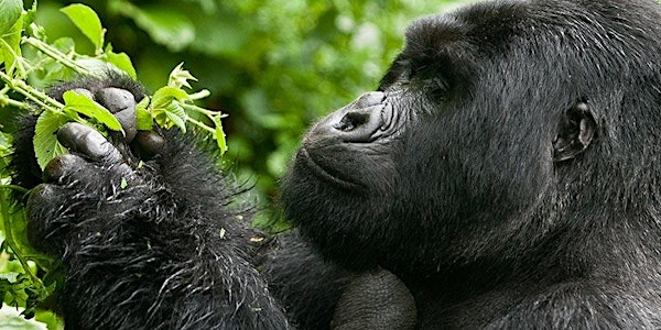 3 Day Uganda Gorilla trekking - Bwindi