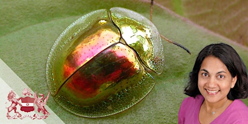 Imagem principal de Unravelling Diversification in Cassidine Beetles