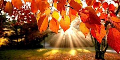 Hauptbild für Colours of Autumn Walk - Art at Ryton Pools Country Park