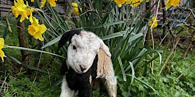 Lambing experience Adult only Sessions primary image