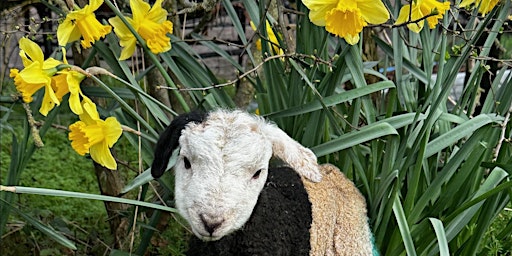 Primaire afbeelding van Family Lambing experience