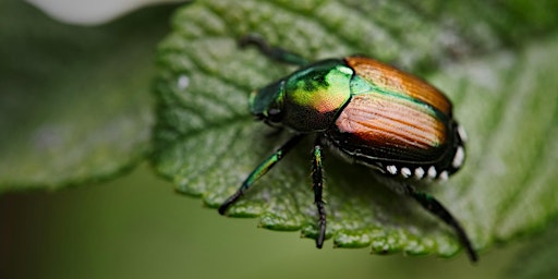 Hauptbild für Natural Pest Control: Good Bugs, Bad Bugs