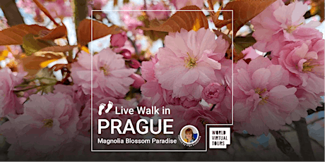 Live Walk in Prague - Magnolia Blossom Paradise