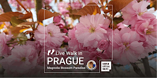 Hauptbild für Live Walk in Prague - Magnolia Blossom Paradise