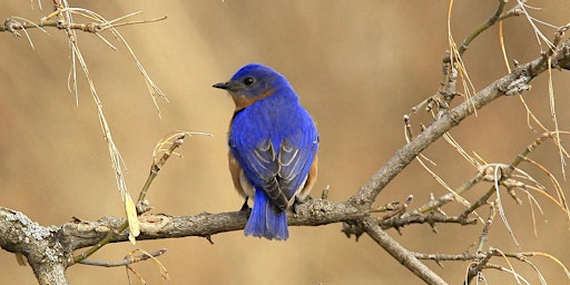 Primaire afbeelding van Exploring the Birds of Ontario II