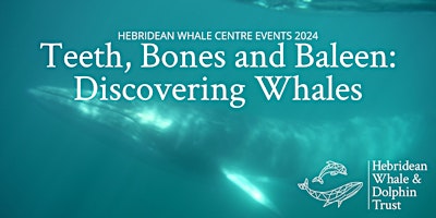 Imagem principal do evento Teeth, Bones and Baleen: Discovering Whales