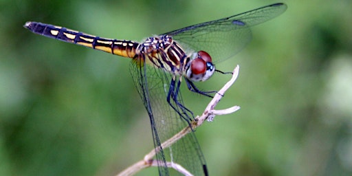 Primaire afbeelding van Dragonfly Discovery Walk