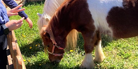 Esperienza con i Pony: grooming a FiorirAnno