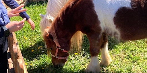 Immagine principale di Esperienza con i Pony: grooming a FiorirAnno 