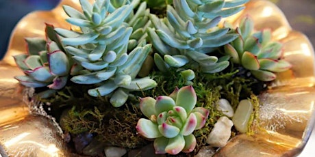 Miniature Succulent Garden