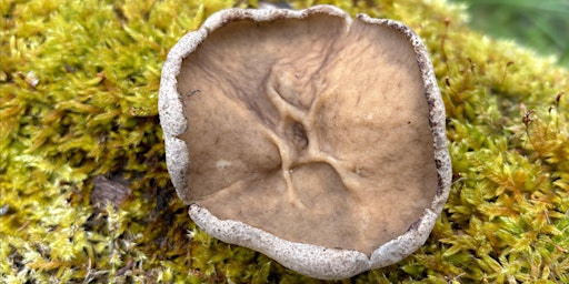 Hauptbild für Im Habitat der Morcheln und Becherlinge