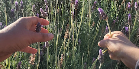 FAMILY AROMATHERAPY- Lavender