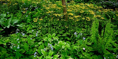 Imagem principal do evento Gardening on the Dark Side with Shade Plants – Chantal Bouchard  Sat 4/27