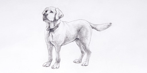 Dog Sketch Drawing at Boris & Horton 