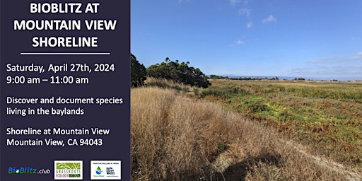 Bioblitz at Shoreline in Mountain View