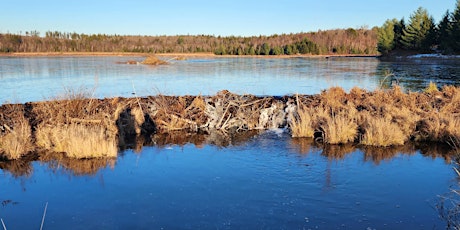 Washington Mountain Marsh Trail Hike (Washington, MA)