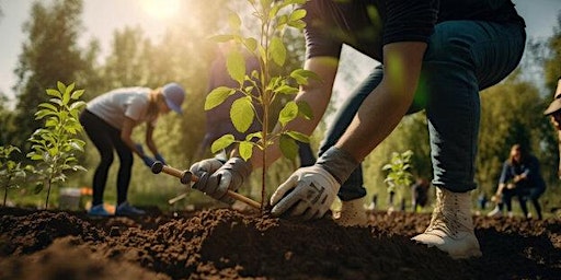 Primaire afbeelding van Ward 11 Community Tree Planting