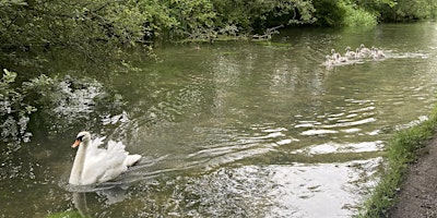 Alresford Heritage Walk primary image