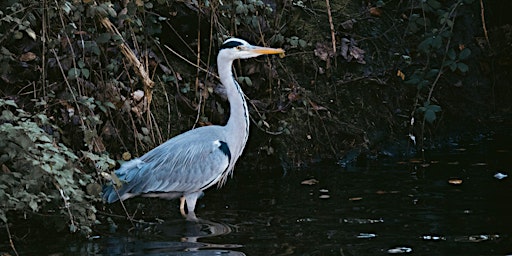 Imagem principal do evento Birds of The Watercress Way