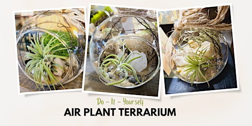 Imagem principal do evento Make Your Own Air Plant Terrarium at Greenology Terrarium Bar