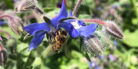 Little New Park Rangers - Spring Planting and Pollinators