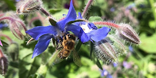 Imagen principal de Little New Park Rangers - Spring Planting and Pollinators