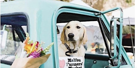 Malibu Farmers Market Paws for a Cause Pet Adoption Event