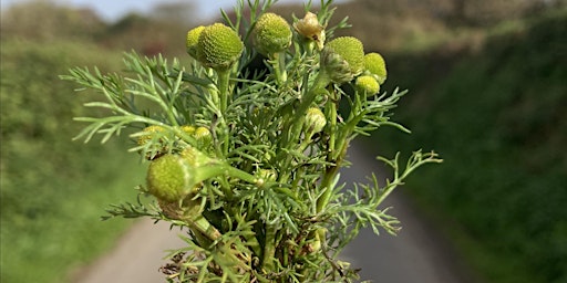 Imagem principal do evento Foraging at the Orchard