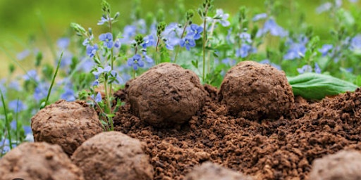Imagem principal de Create Your Own Wildflower Seed Bombs