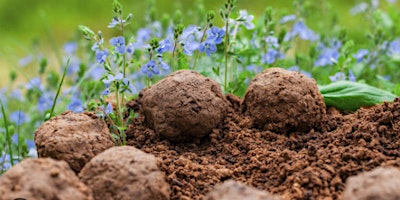 Create Your Own Wildflower Seed Bombs primary image