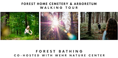 Hauptbild für Walking tour: Forest Bathing