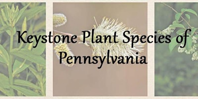 Imagem principal do evento Keystone Native Plant Species