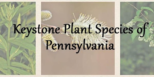 Imagem principal do evento Keystone Native Plant Species