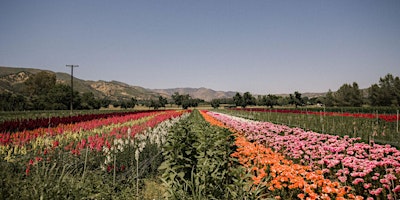 Primaire afbeelding van Rustic Ramble-The Capay Valley Farm and Garden Tour