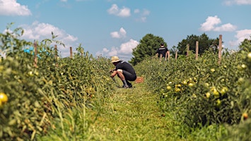 Making Natural Bug Spray primary image