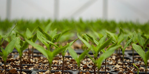 Hauptbild für Making Hydrosols