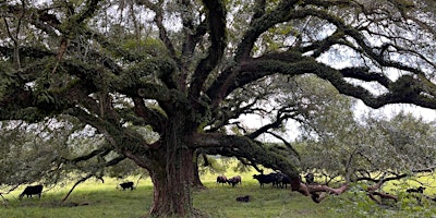 Primaire afbeelding van Bayou Sarah Farms + Heirloom Cuisine Farm Dinner