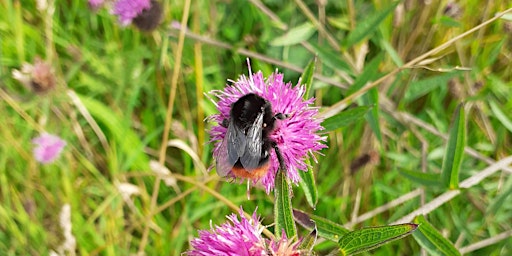 Wild Bees of St Cyrus primary image