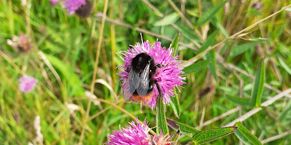 Wild Bees of St Cyrus