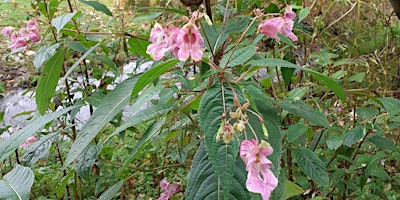 Primaire afbeelding van Balsam Bash at Mineralwell Park Stonehaven