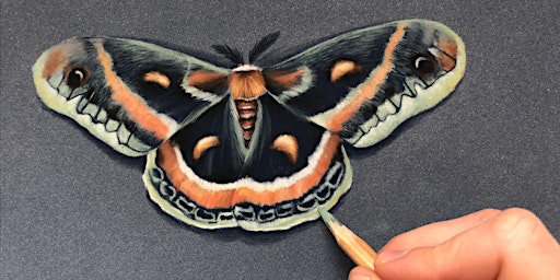 Pastel Pencils Workshop - Cecropia Moth