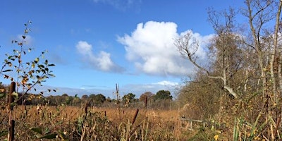 Imagem principal de Walk on Wybunbury Moss NNR