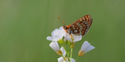 Langaford Farm Butterfly Walk primary image