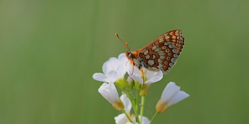 Hauptbild für Langaford Farm Butterfly Walk